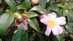 Camelia sasanqua Maideus Blush