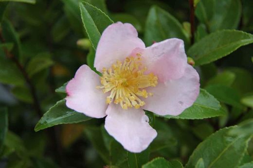 Camelia sasanqua Maideus Blush