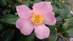 Camelia sasanqua Maideus Blush