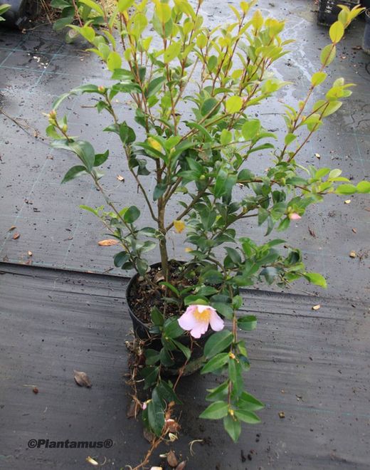 Camelia sasanqua Maideus Blush