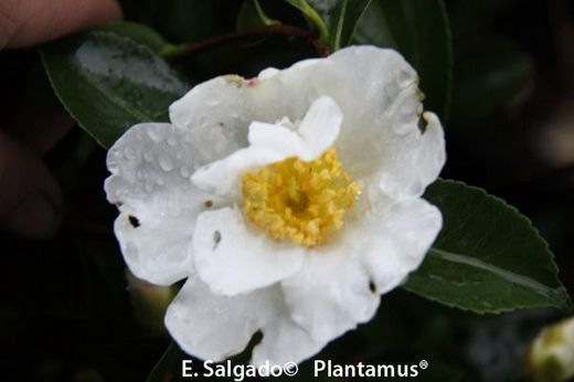 Camelia sasanqua Orcival