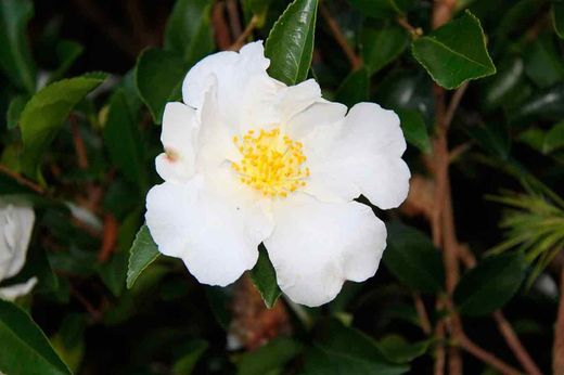 Camelia sasanqua Orcival