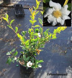 Camelia sasanqua Orcival