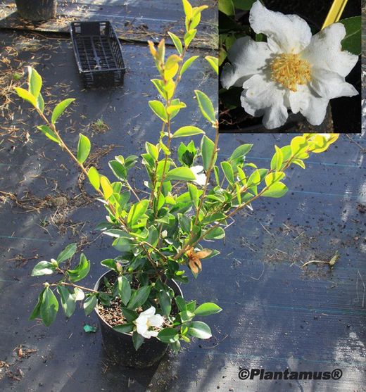 Camelia sasanqua Orcival