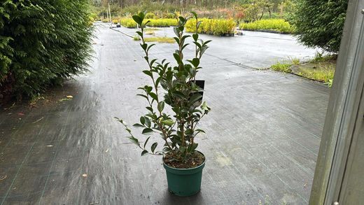 Camelia sasanqua Orcival