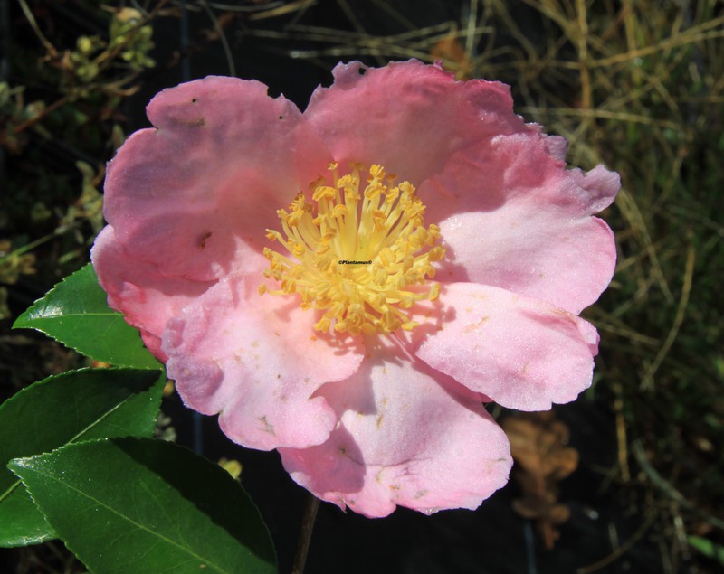 Venta de plantas de Camellia sasanqua Plantation Pink — Plantamus Vivero  online