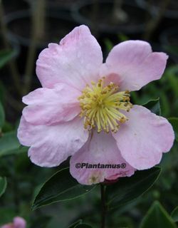 Camelia sasanqua Plantation Pink