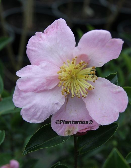 Camelia sasanqua Plantation Pink