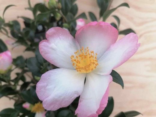Camellia sasanqua Rainbow. Bicolor, flores de colores rosa y blanco