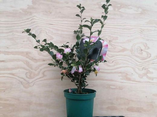 Camellia sasanqua Rainbow. Bicolor, flores de colores rosa y blanco