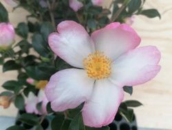 Camellia sasanqua Rainbow. Bicolor, flores de colores rosa y blanco