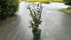 Camellia sasanqua Rainbow. Bicolor, flores de colores rosa y blanco