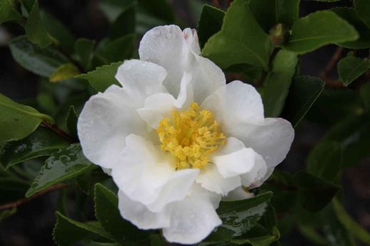 Camélia sasanqua Setsugekka
