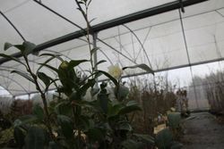 Camelia sasanqua shova no sakae en maceta de 3L