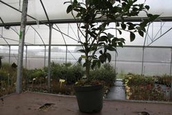 Camelia sasanqua shova no sakae en maceta de 3L