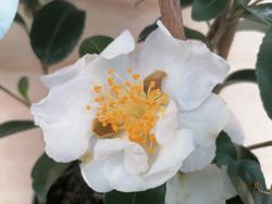 Camellia sasanqua Winters boneco de neve. Flor branca.