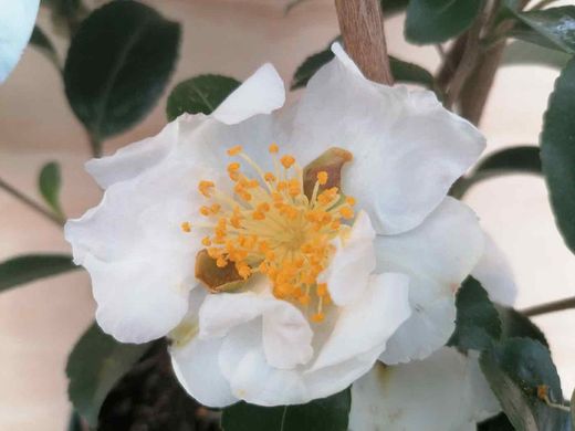 Camelia sasanqua Bonhomme d'hiver. Fleur blanche.
