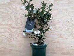Camellia sasanqua Winters boneco de neve. Flor branca.