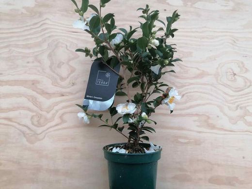 Camellia sasanqua Winters boneco de neve. Flor branca.