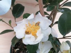 Camellia sasanqua Winters boneco de neve. Flor branca.