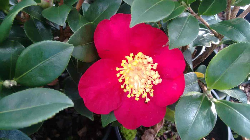 Camellia sasanqua Yuletide, arbusto con flores en Otoño — Plantamus Vivero  online