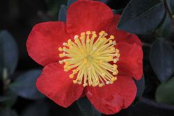 Camelia sasanqua Yuletide. Flor Roja