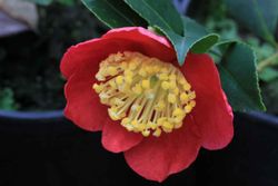 Camelia sasanqua Yuletide. Flor Roja