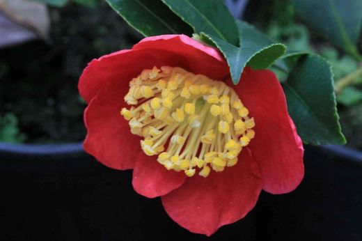 Camelia sasanqua Yuletide. Flor Roja