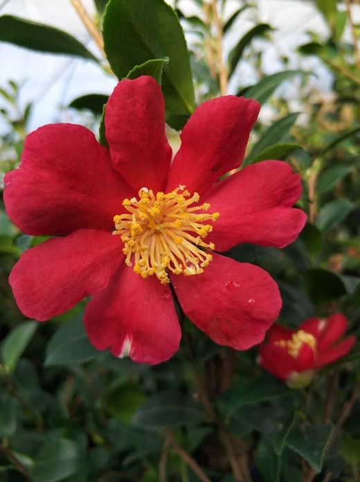 Camelia sasanqua Yuletide. Flor Roja