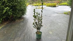 Camelia sasanqua Yuletide. Flor Roja