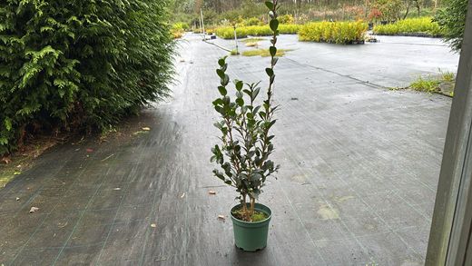 Camelia sasanqua Yuletide. Flor Roja