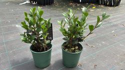 Camellia sasanqua Yuletide. fleur rouge