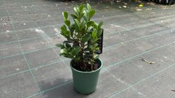 Camellia sasanqua Yuletide. fleur rouge