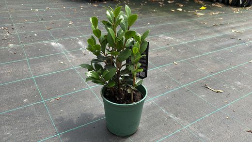 Camellia sasanqua Yuletide. fleur rouge