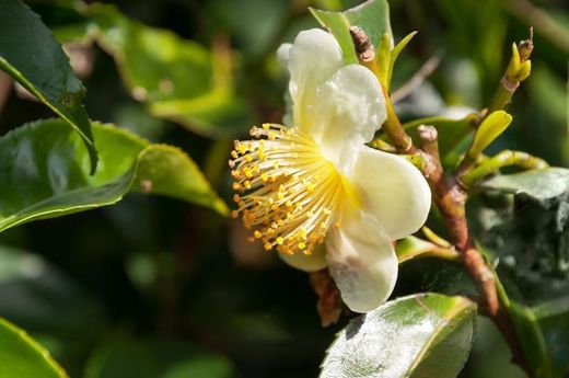 Théier Camellia sinensis en pot de 9 cm