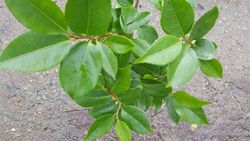 Camellia x Hibrido High Fragrance