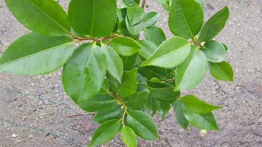 Camellia x Hibrido High Fragrance