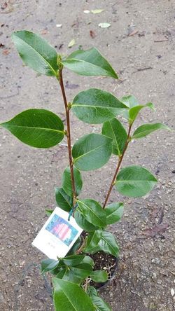 Camelia x hibrido Joe Nuccio