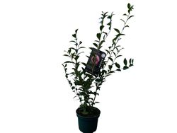 Camelia x hibrido Joe Nuccio