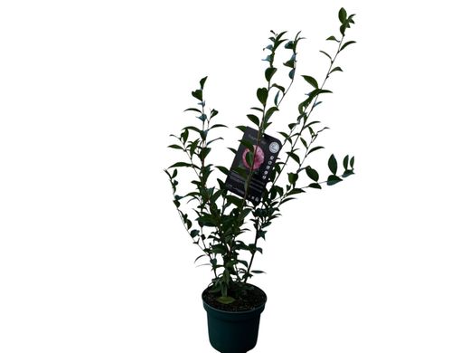 Camelia x hibrido Joe Nuccio