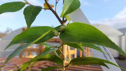 Camellia x Hybrid Spring Festival