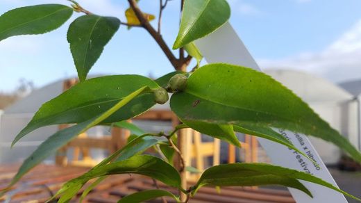 Camellia x Hybrid Spring Festival