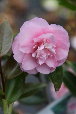 Camellia x Hybrid Spring Festival