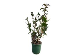 Camellia x Hybrid Spring Festival