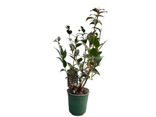 Camellia x Hybrid Spring Festival