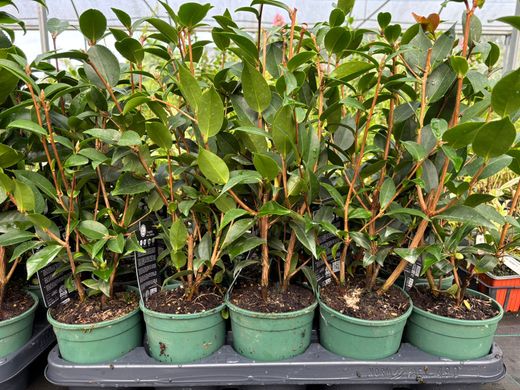 Camellia x Hybrid Spring Festival