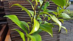 Camelia x williansii Buttons bows