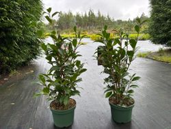 Camelia x williansii Buttons bows