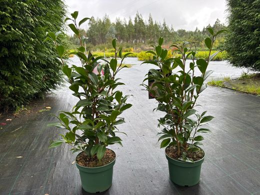 Camelia x williansii Buttons bows