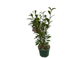 Camelia x williansii Buttons bows